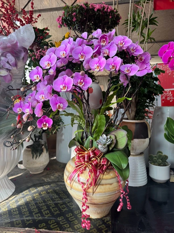蝴蝶兰造型款安娜室内年宵花西安同城配送
