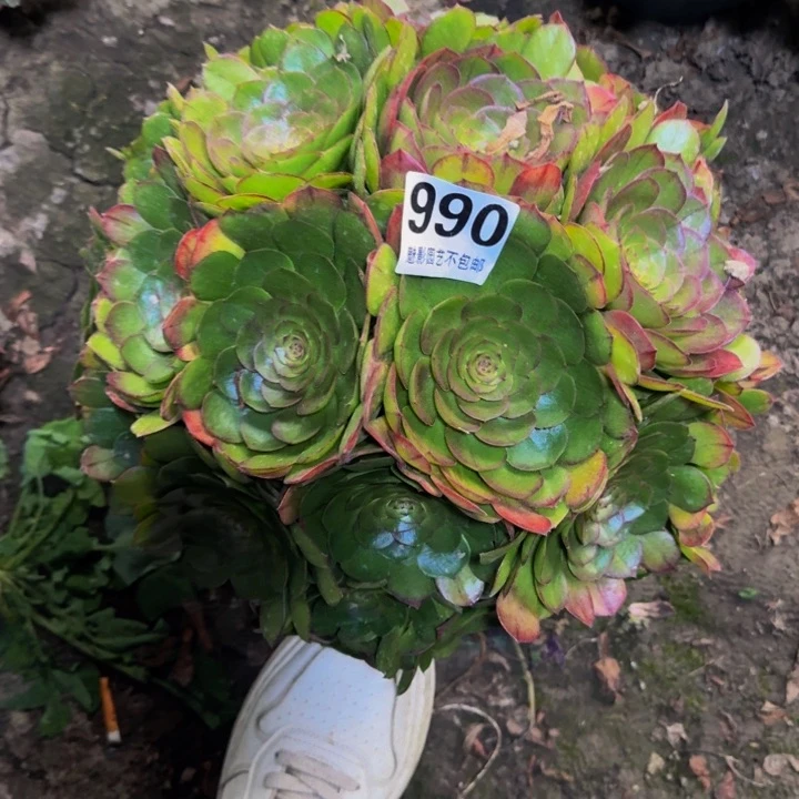 万圣节花29-54包邮