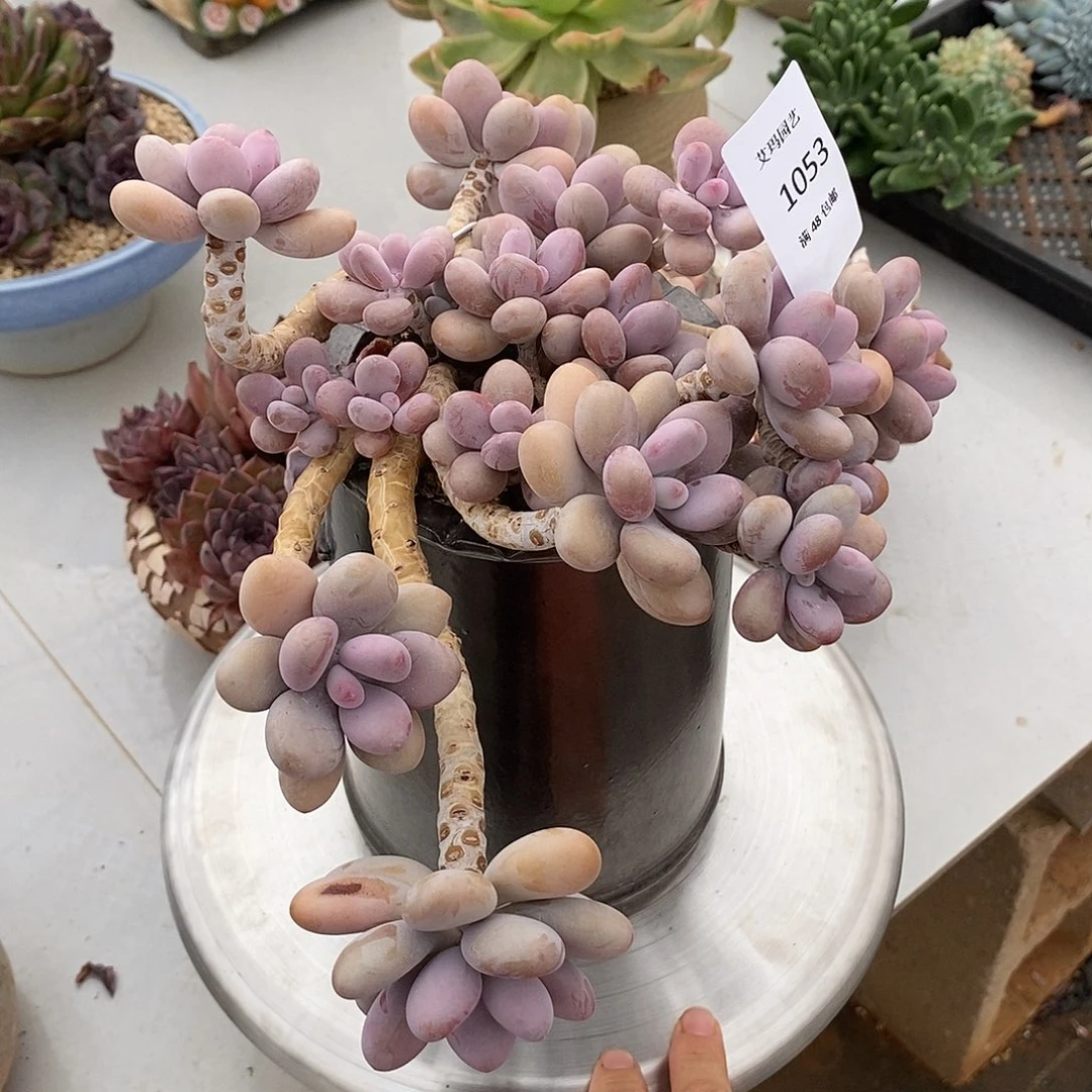 桃蛋053多肉多肉多肉