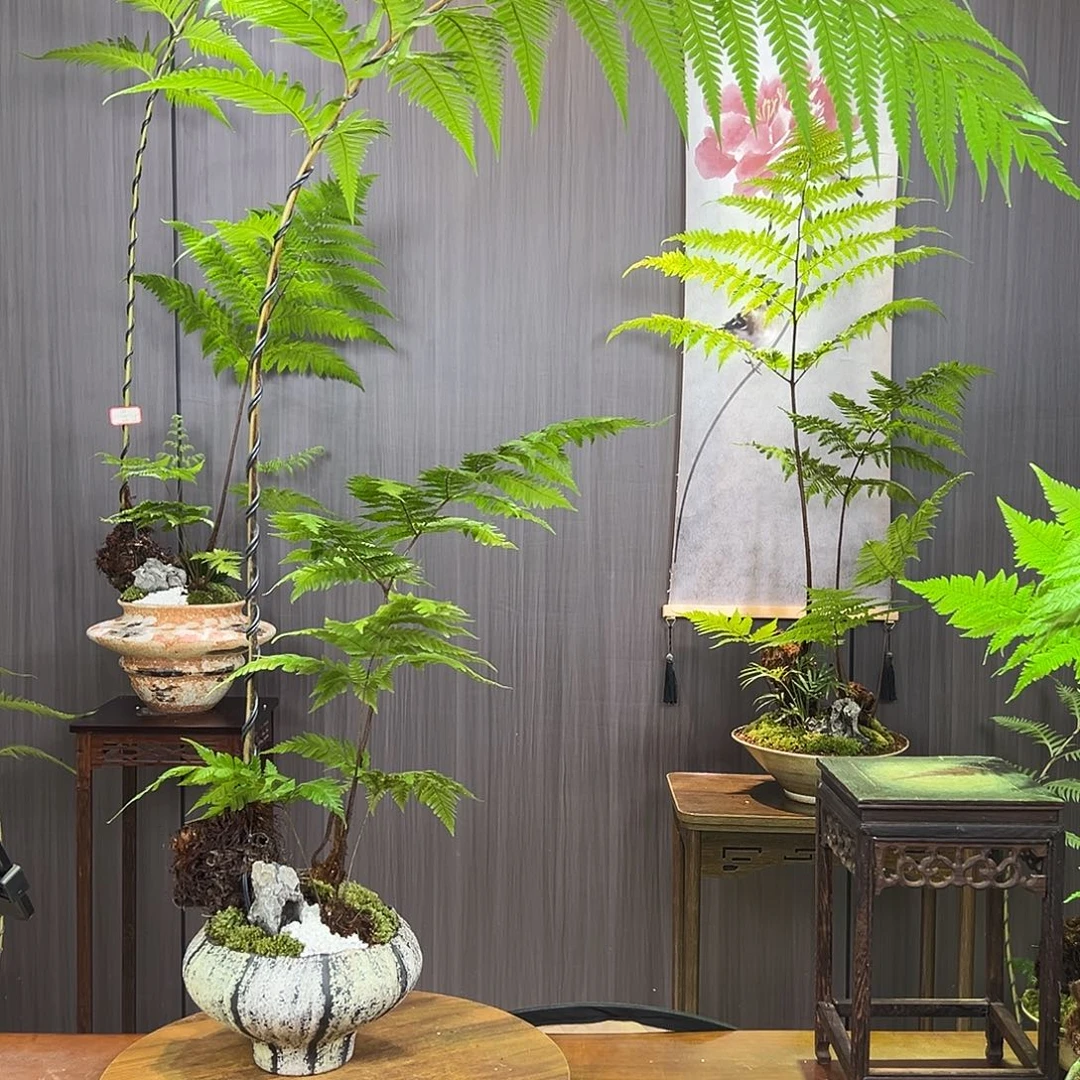 方****无花朵蕨蕨蕨蕨蕨蕨