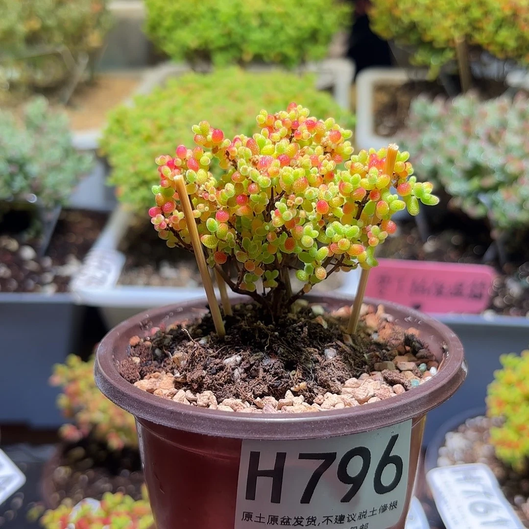 枝干番杏密橘H796