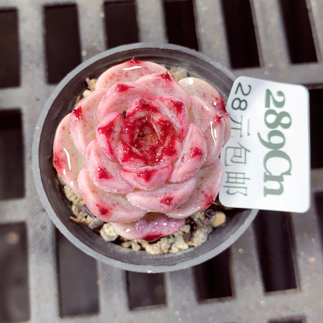 5厘米盆精控多肉289