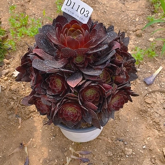 1103黑美人多肉法师锦