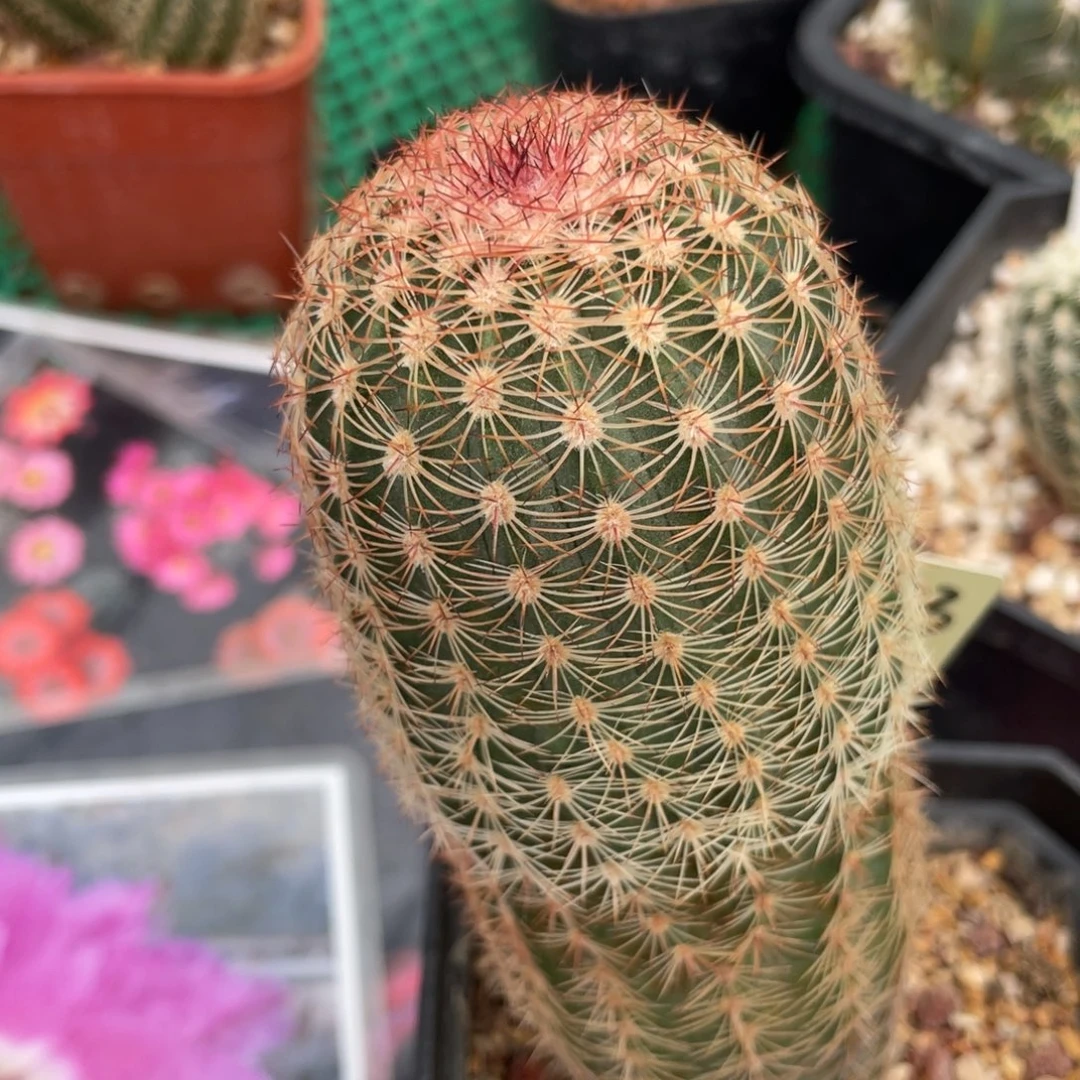 鹿角柱实生仙人球御旗杂交