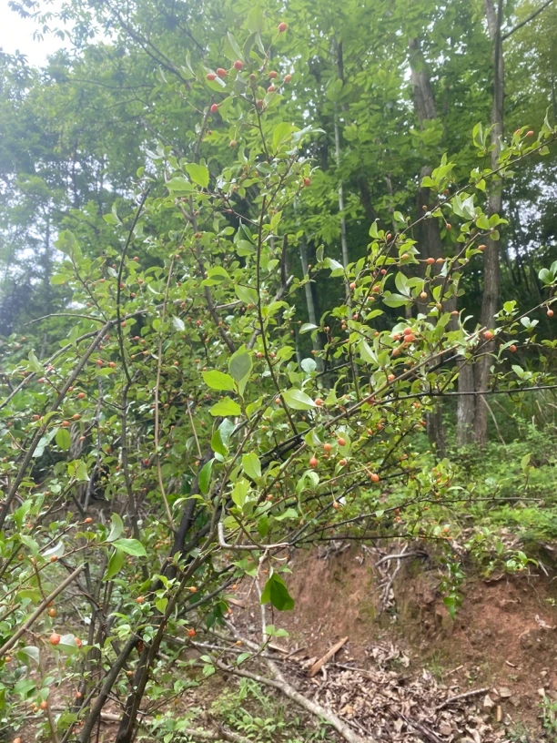 ，木半夏，老鸦柿，盆景艺术作品