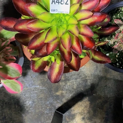 韶华482脱土发货