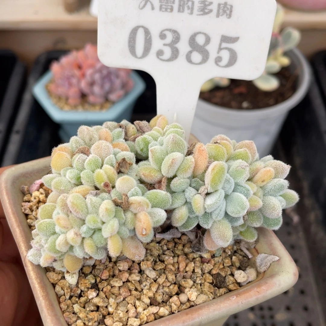 0385雪晃星不带盆8厘米