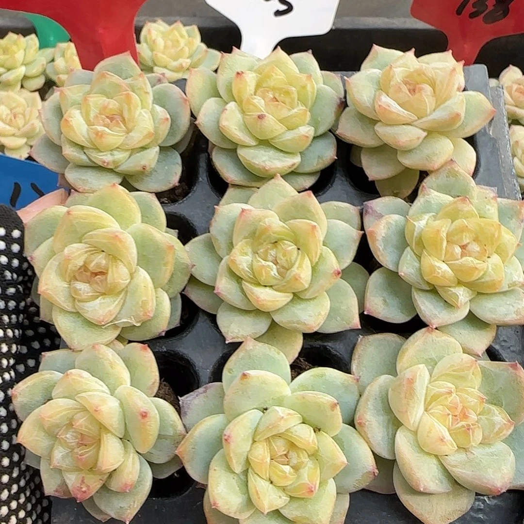 118哈哈哈哈哈哈