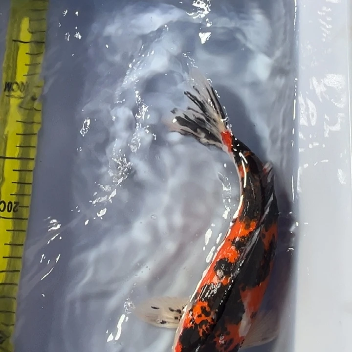 锦鲤锦鲤红白三色