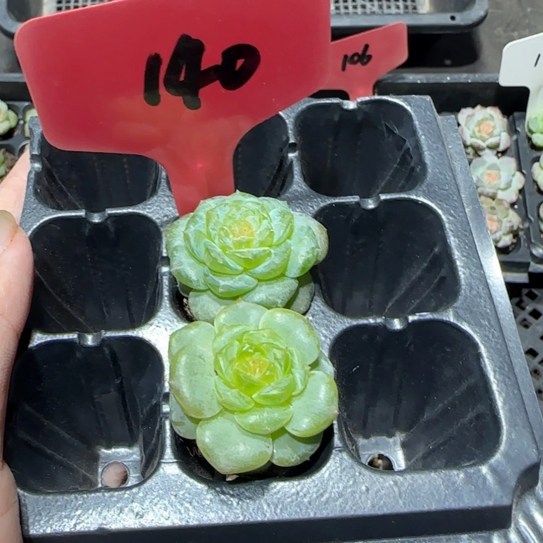 140满38包邮➗偏远发货后不退