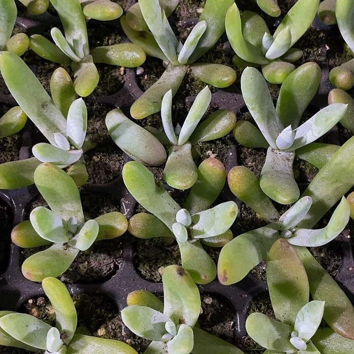 仙女杯拇指1.8带土发