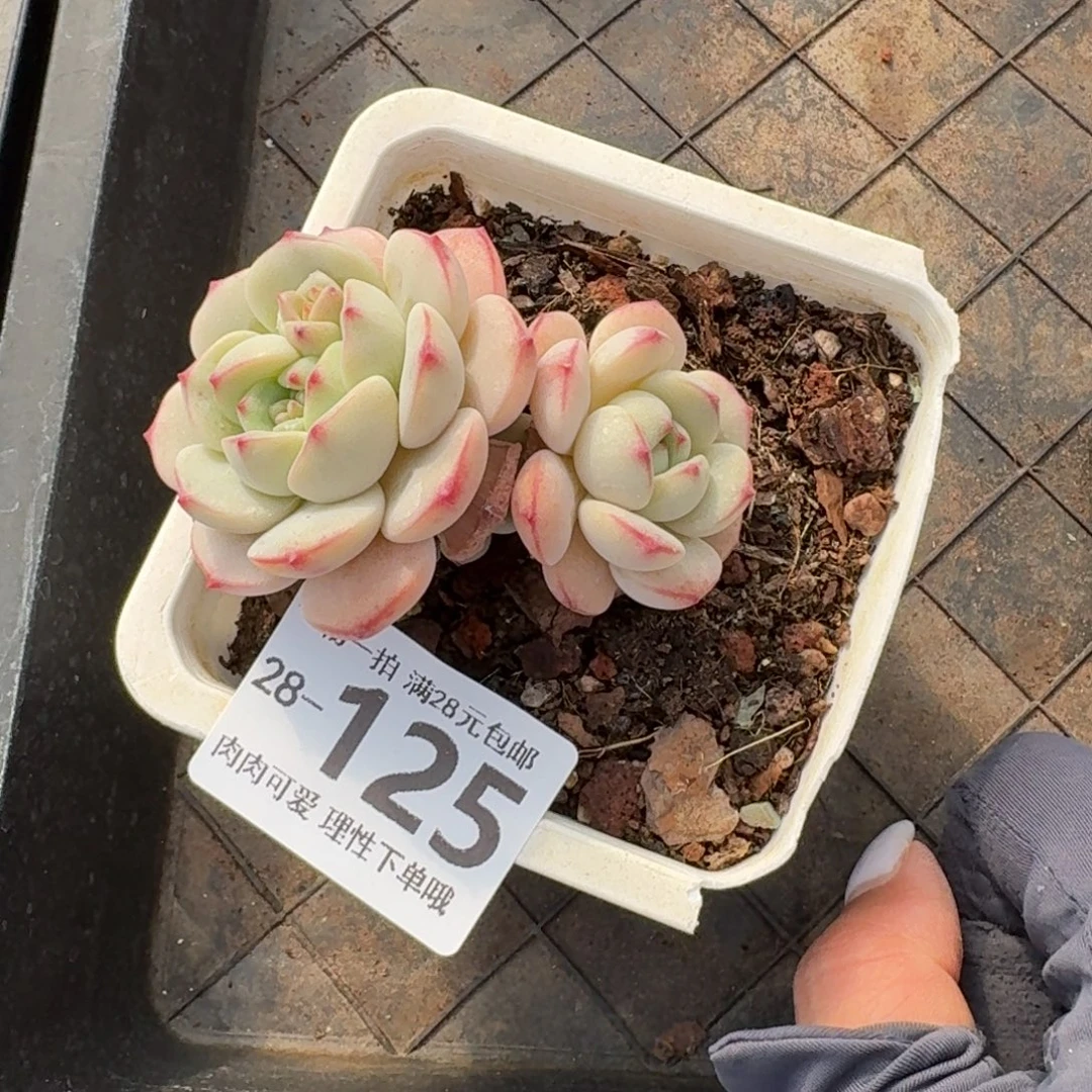 白底香草无盆土发货无