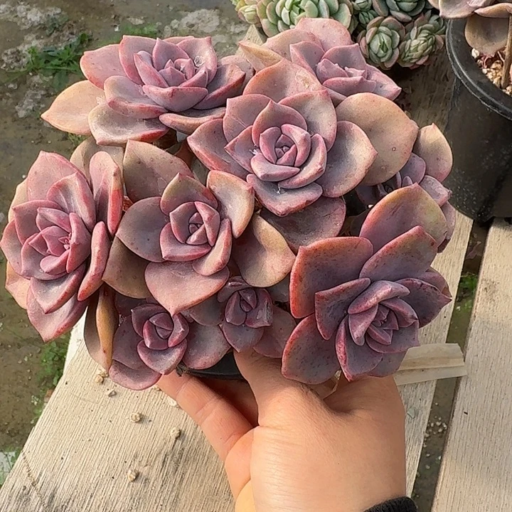 彩虹糖头肉一组一