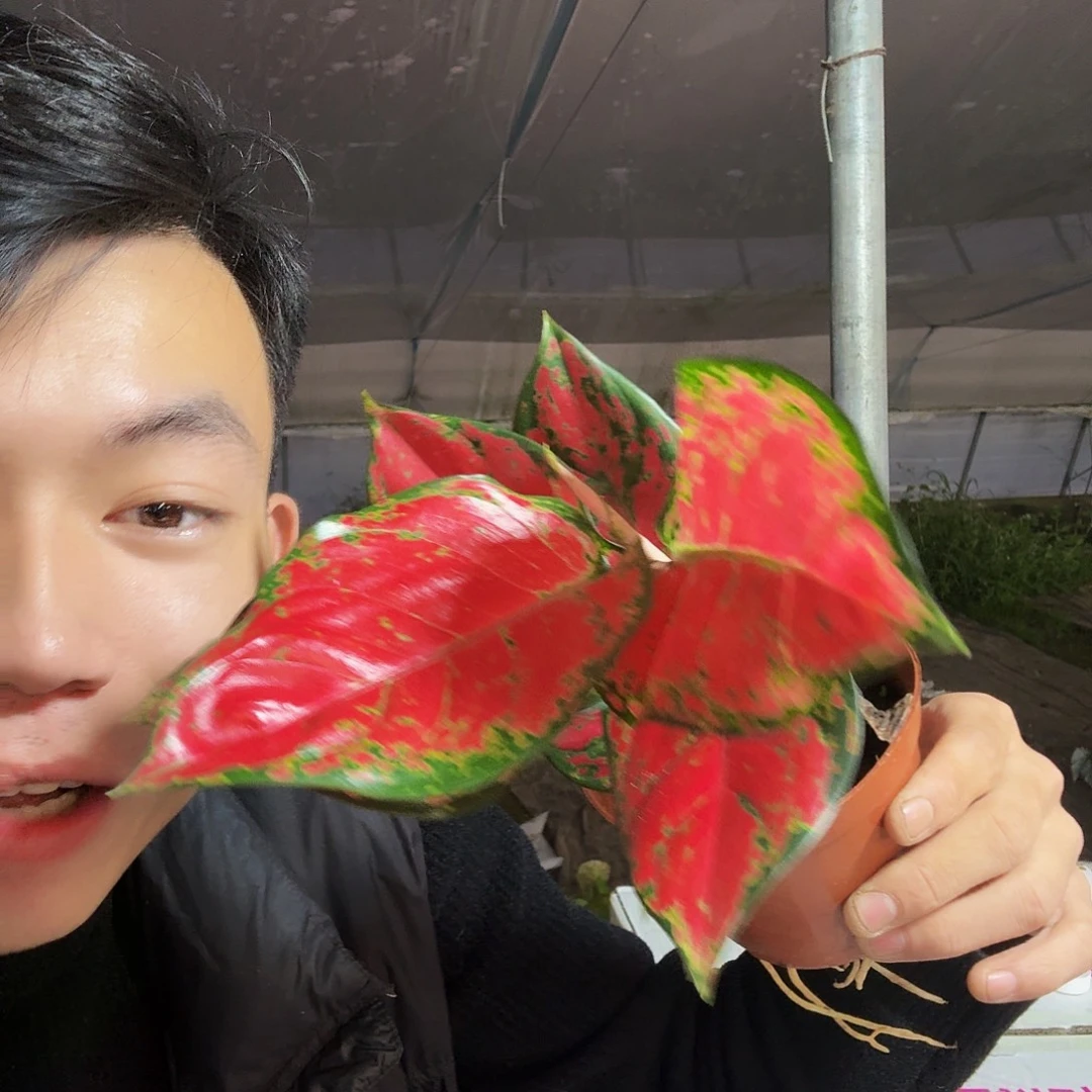 完全开放吉利红一棵