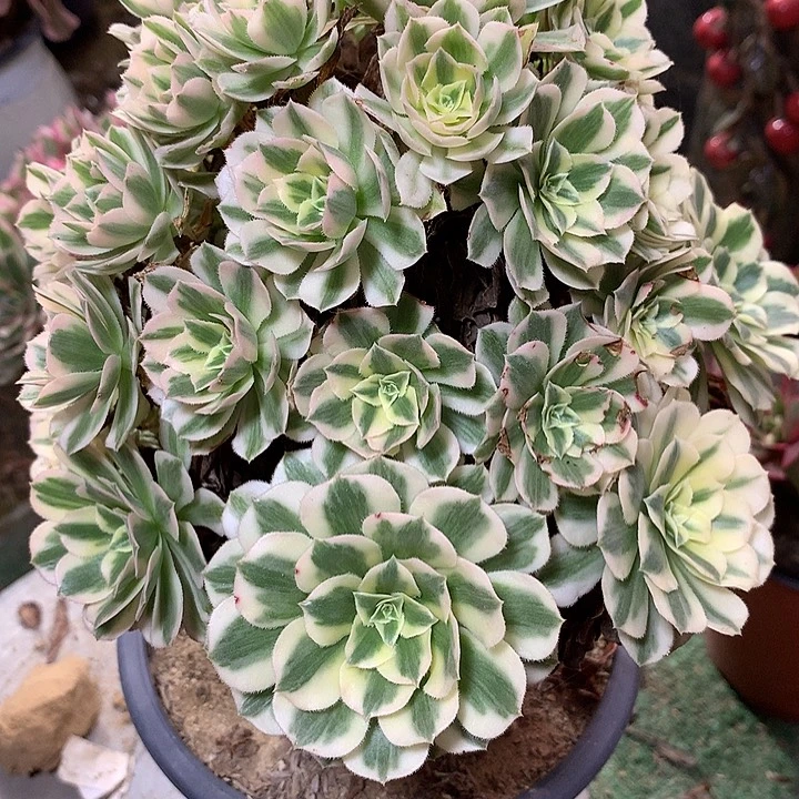 27号多肉植物一物一拍
