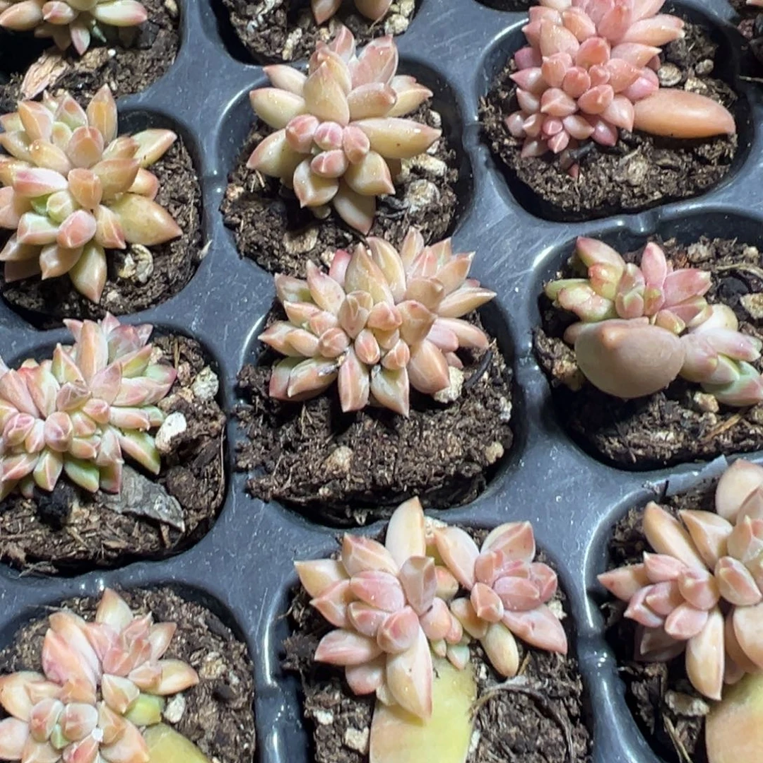 正版叶插伊卡鲁斯双头三头群生混发到手1颗 大小2.5-3cm 量拍多肉