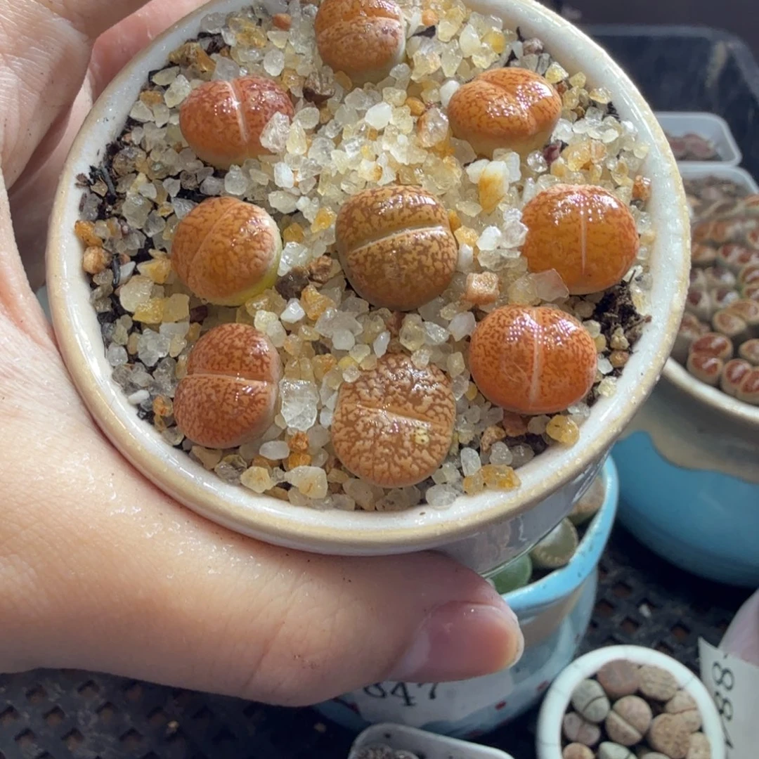 多肉植物的生长发育和894