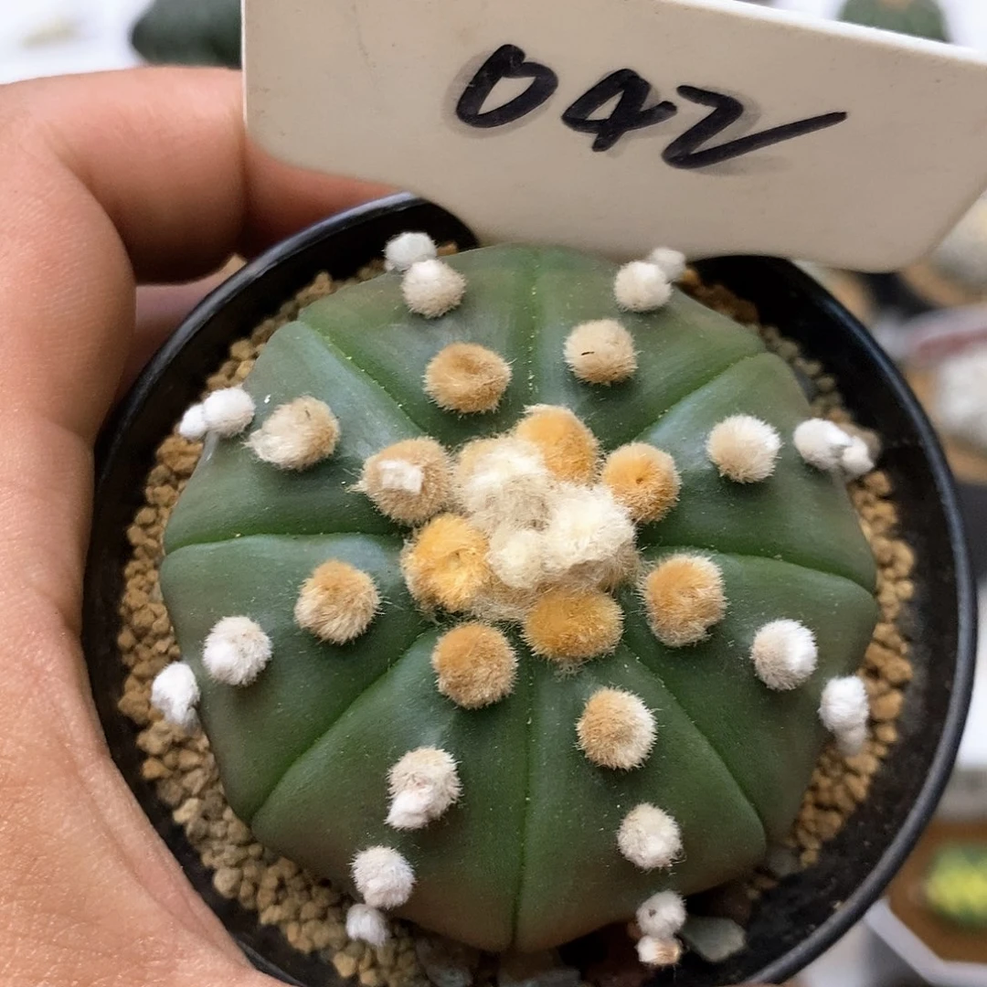 042福利特价咯福利了