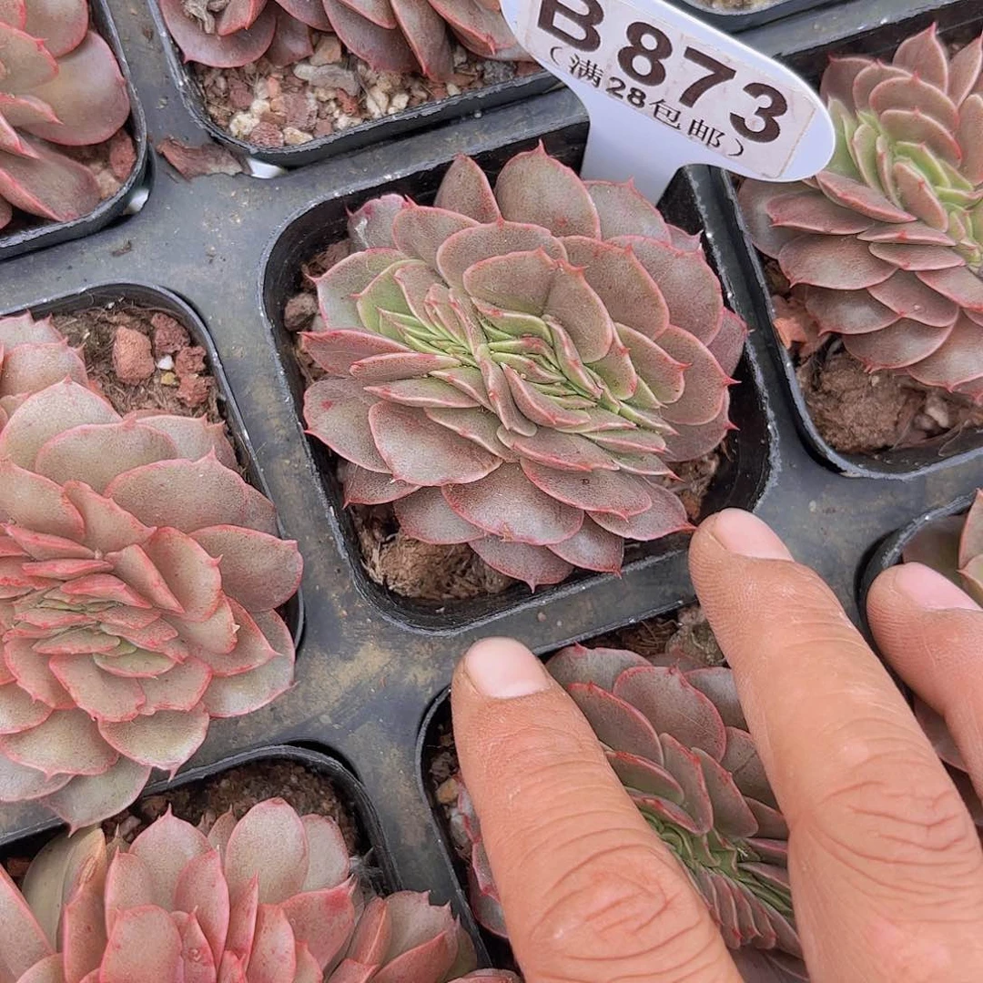 B873不知名缀一物一拍