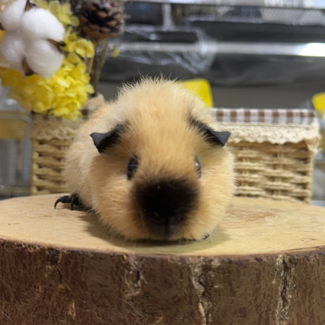 B7 黑重点美泰加州妹妹豚鼠