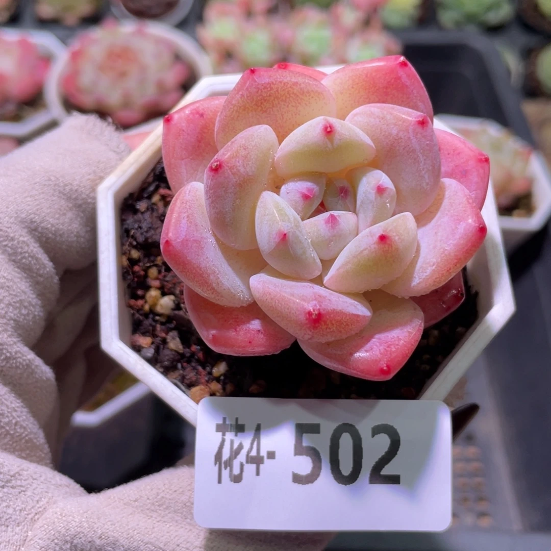 花利美4-502精选糖心