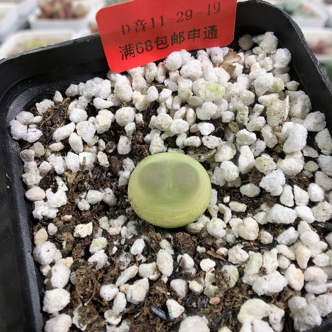 11-29-19      拉登1颗