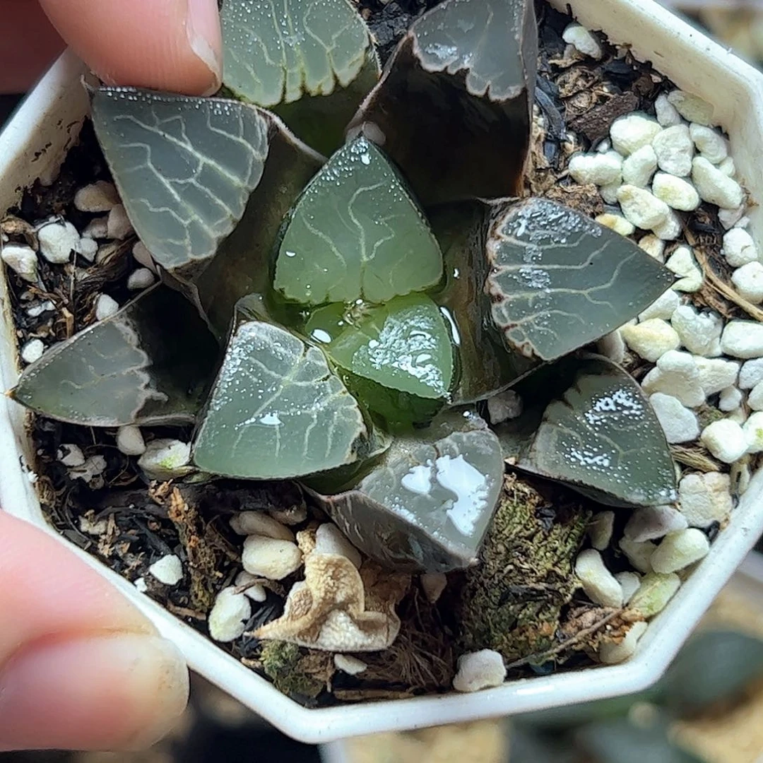 实生克十二卷多肉植物