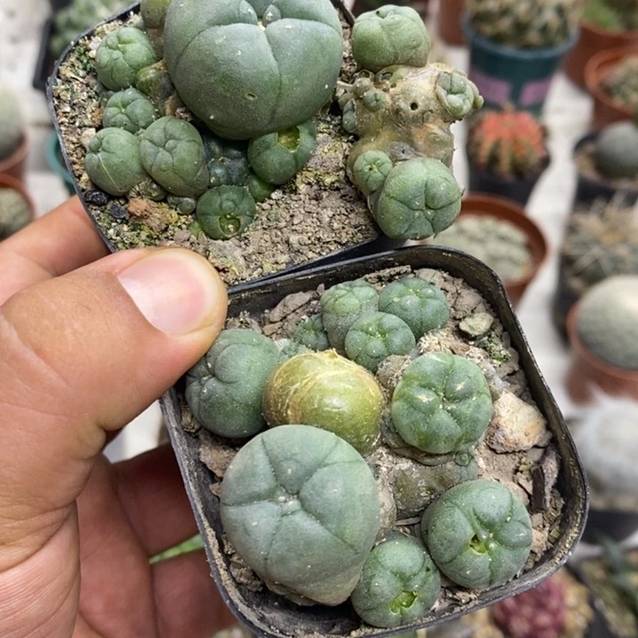 海鲜两颗带疤特价