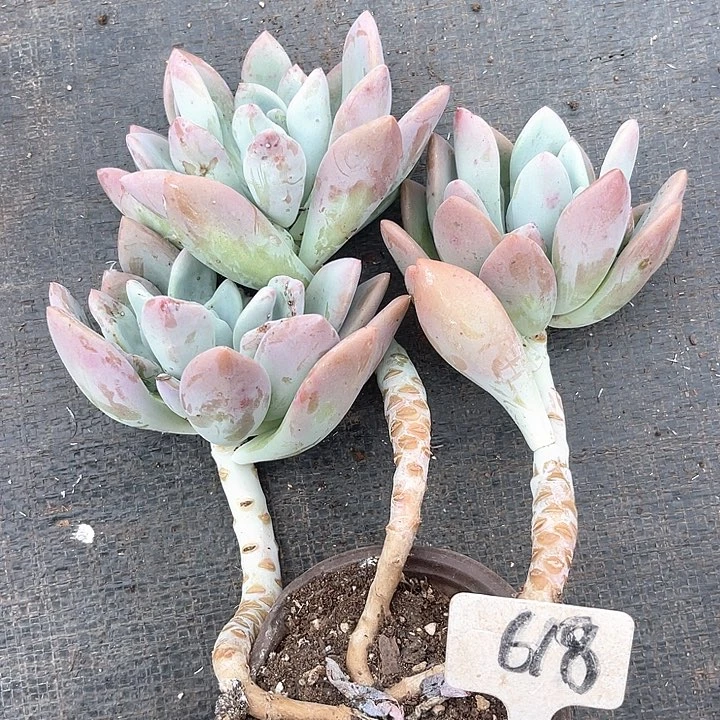 晨语多肉，一物一拍奥普618