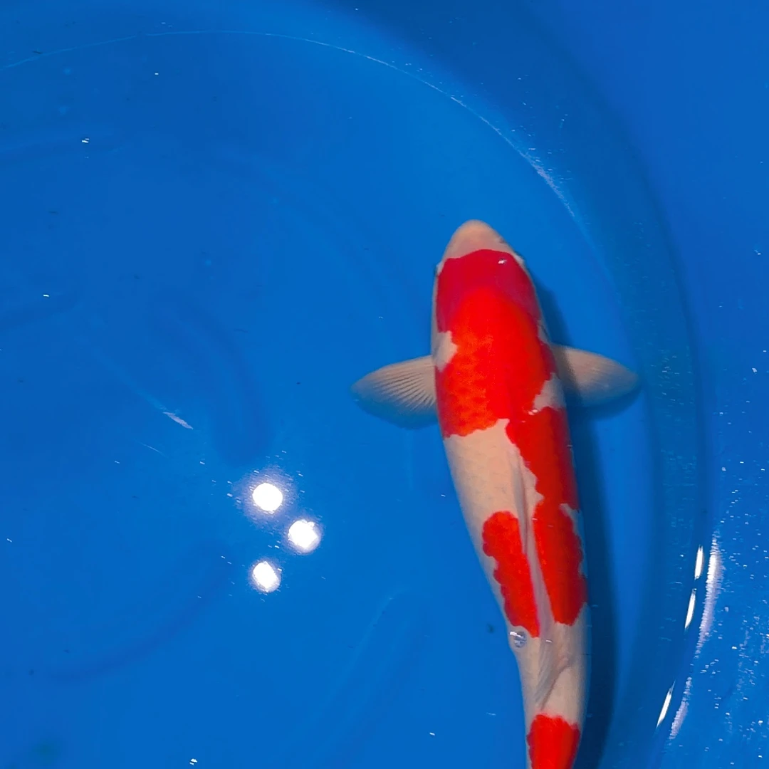 锦鲤红白专拍链接