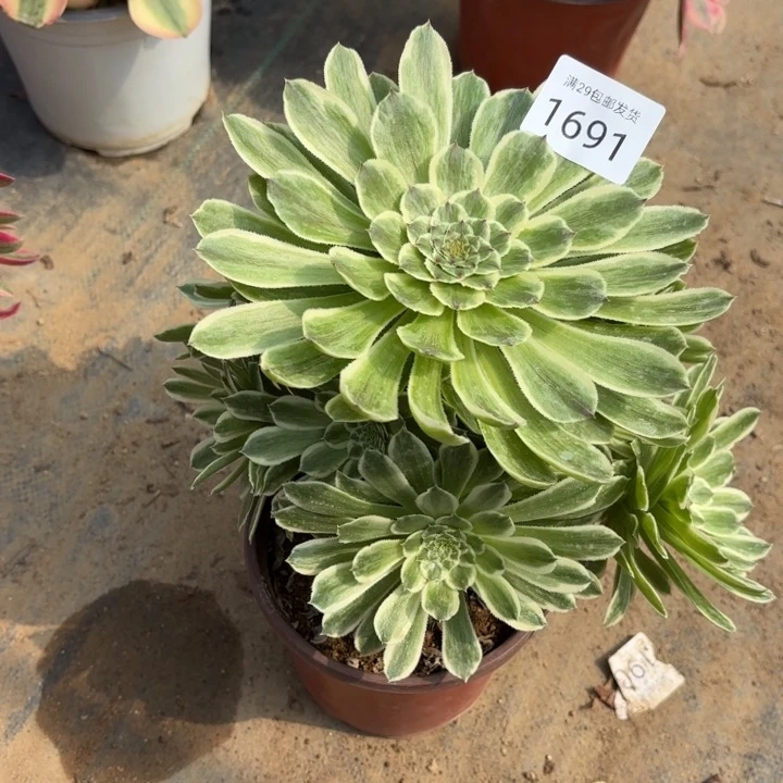 碧浪多肉法师1691