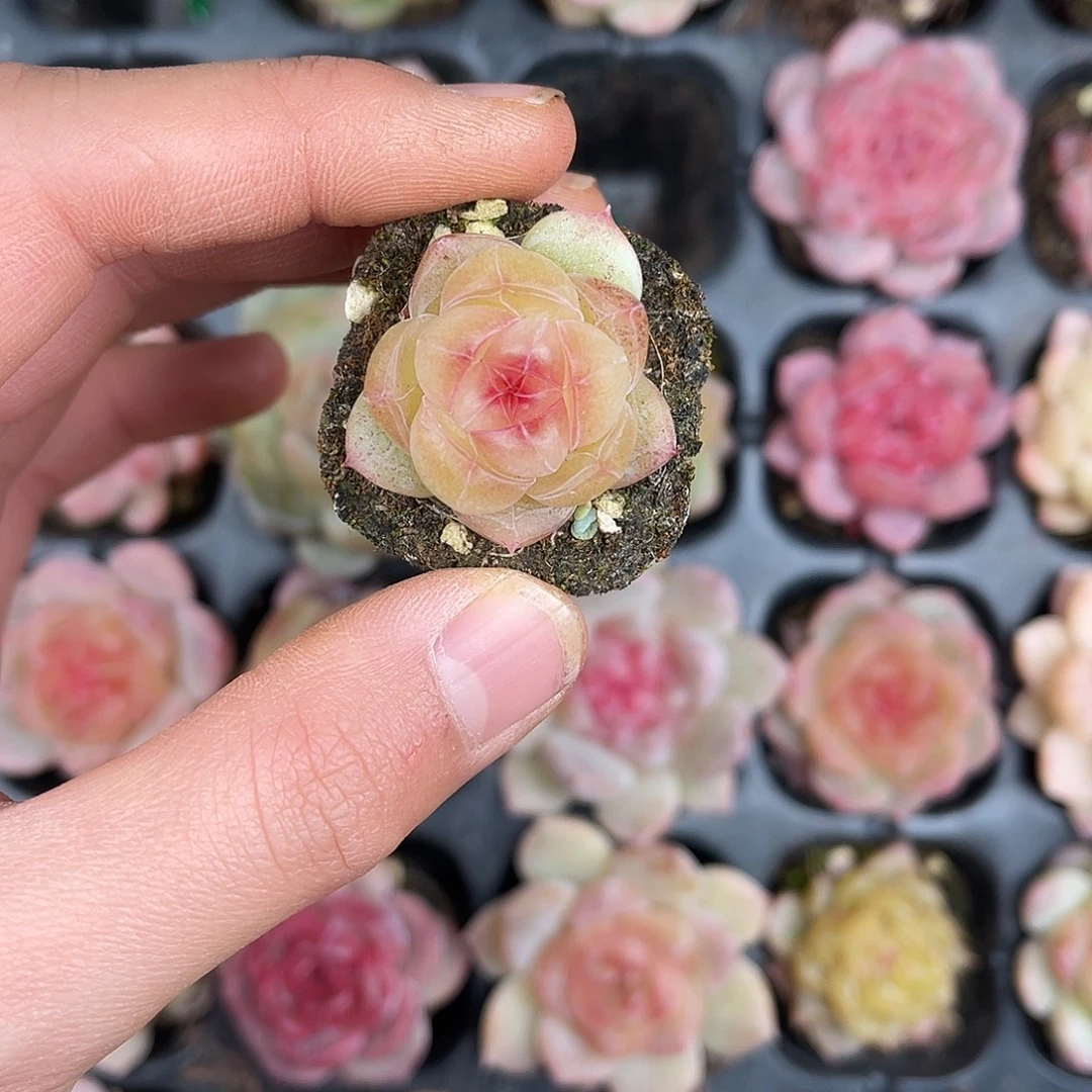 多肉一物一拍27-179