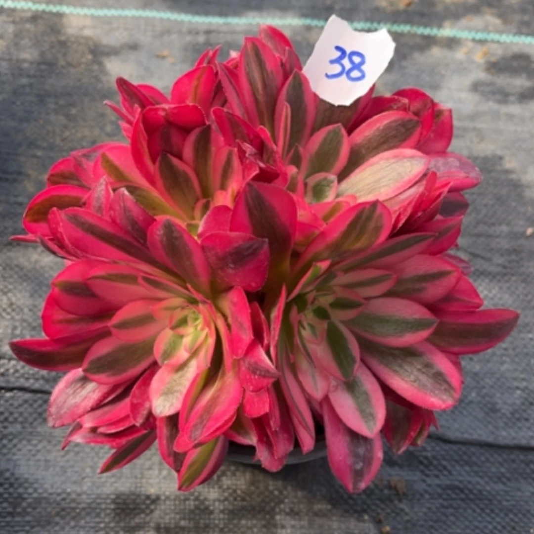 【闪购商品】38秀球多肉法师