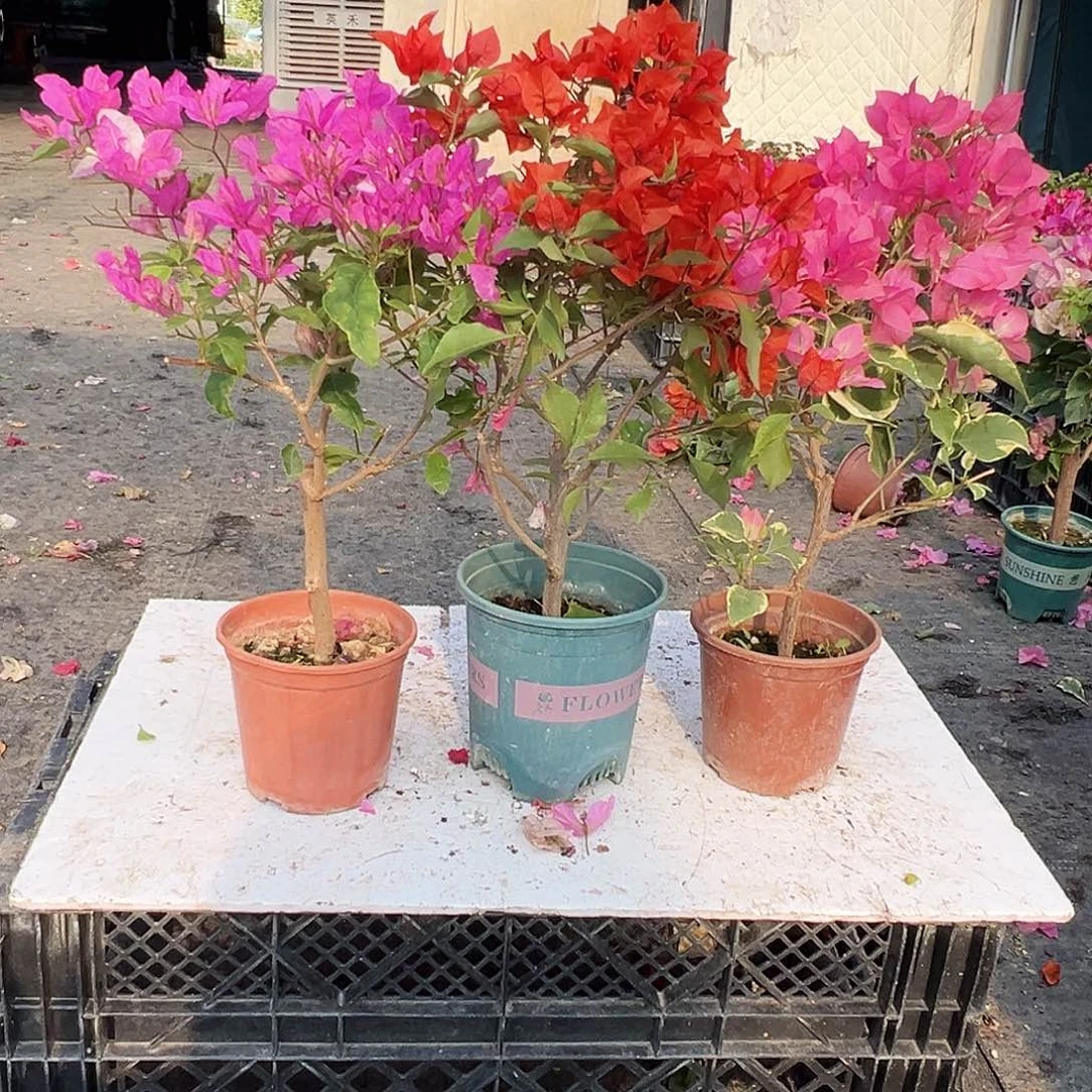 大部分花苞少量开放红樱蝶，红桑巴，蜡染粉组合