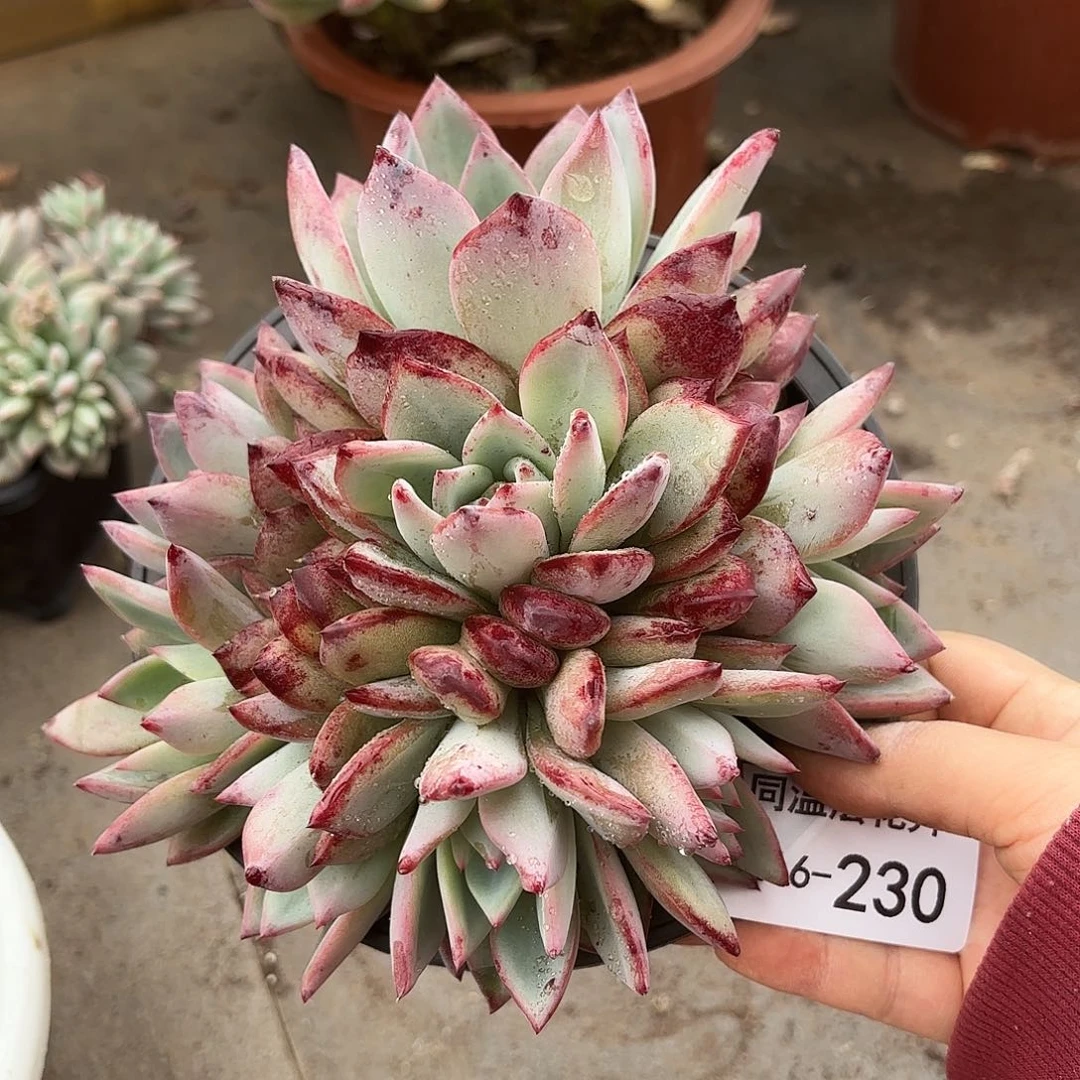 同温层多肉红拉糖230