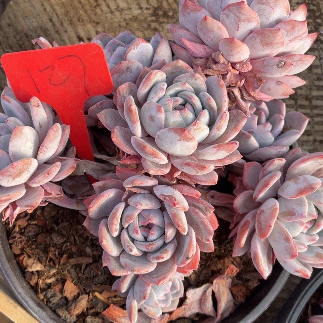 任***转星影多头群生127号