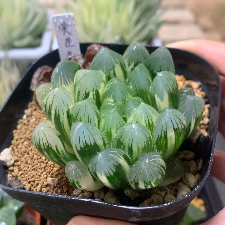 实生玉露锦一物一拍