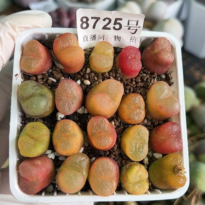 8725 好养易活生石花大母本7.5cm盆