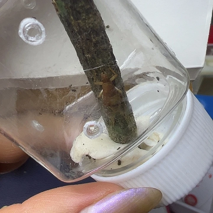 金孔雀哈哈哈哈哈哈哈哈