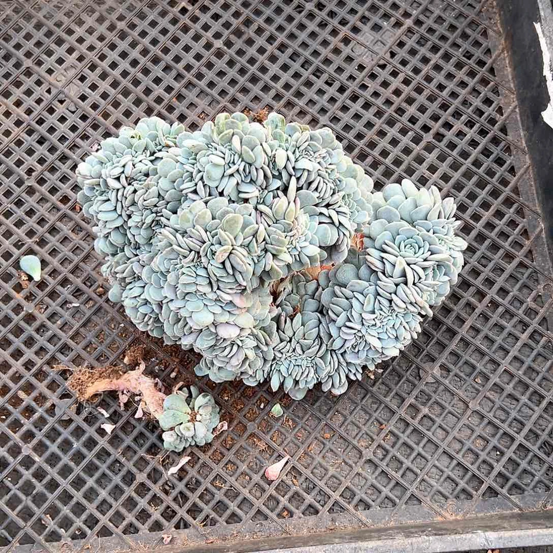 ****了多肉植物一物一拍