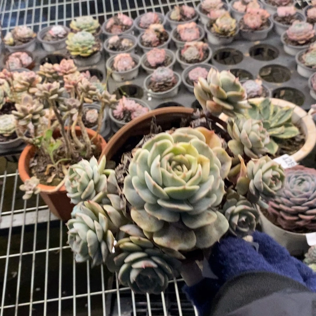 4302露娜莲一物一拍