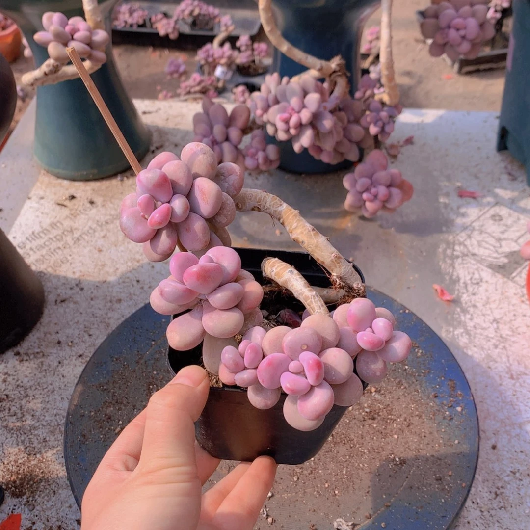 桃蛋老桩一物一拍46号