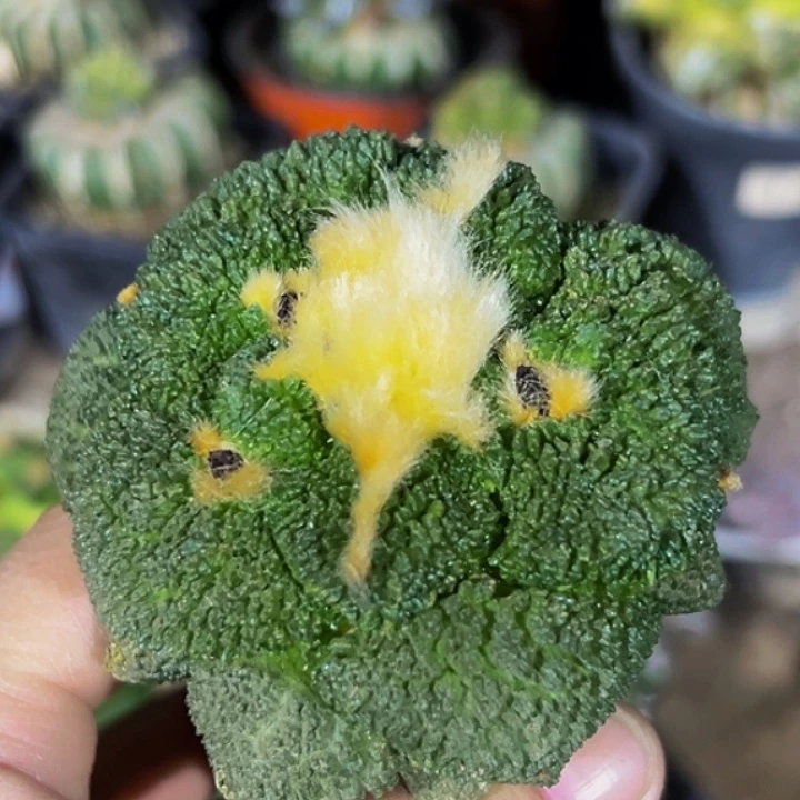 无花朵福利大尤细密尤菜花牡丹818