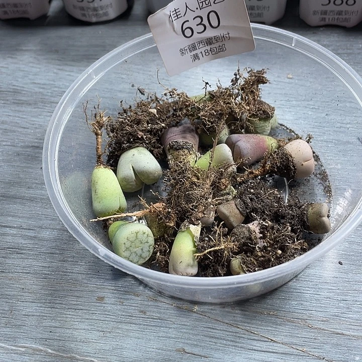 Y***a佳人园艺这个大家庭630