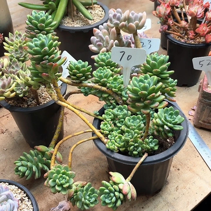 多肉植物，香格里拉70号