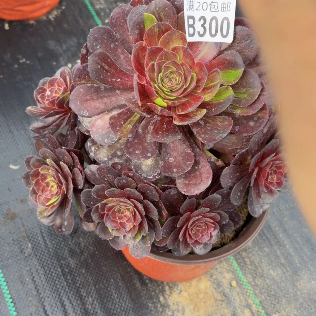 无花朵300多肉植物捧花
