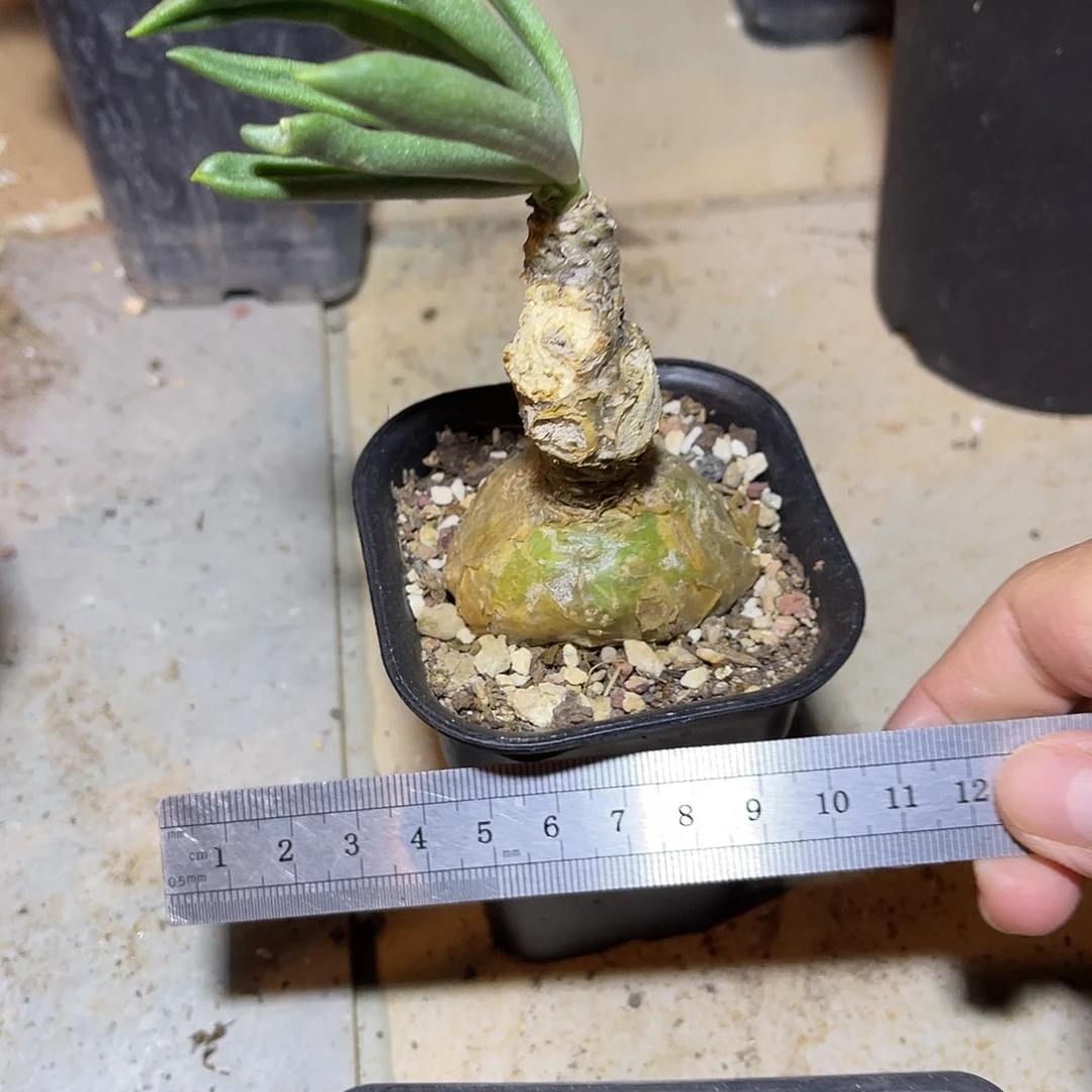 老家产地钟小馗块根