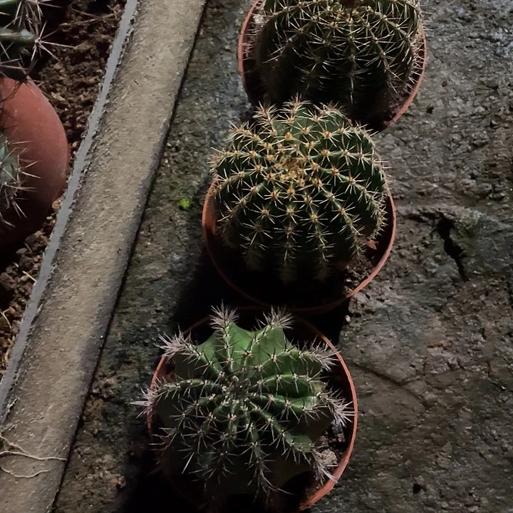 用***0实生彩草带盆土发货