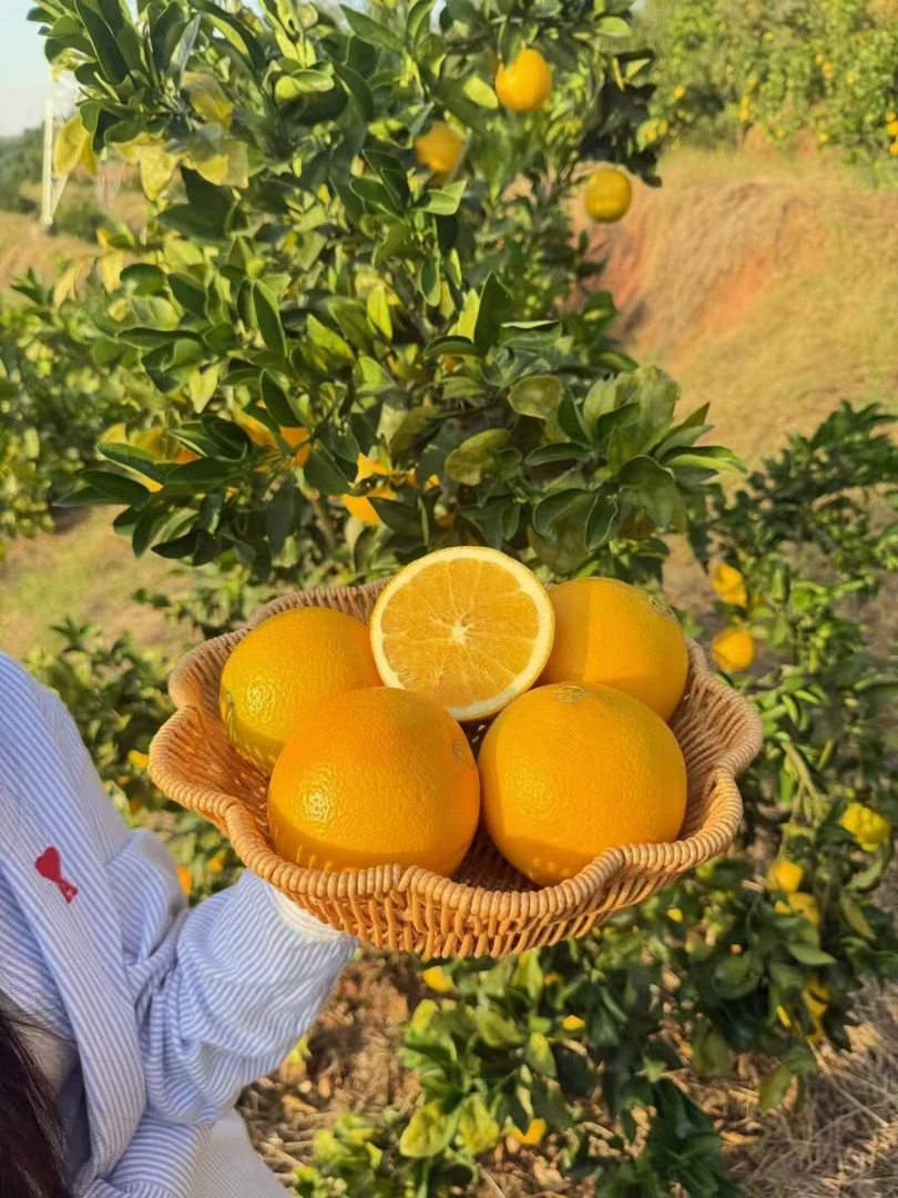赣州直发正宗赣南脐橙10/20斤果园新鲜现摘现发香甜多汁应季水果