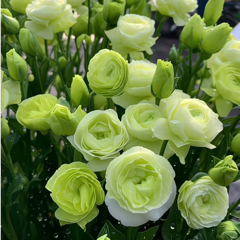 洋桔梗花种子四季易活庭院盆栽花卉绿植花种籽子花籽开花耐寒花苗